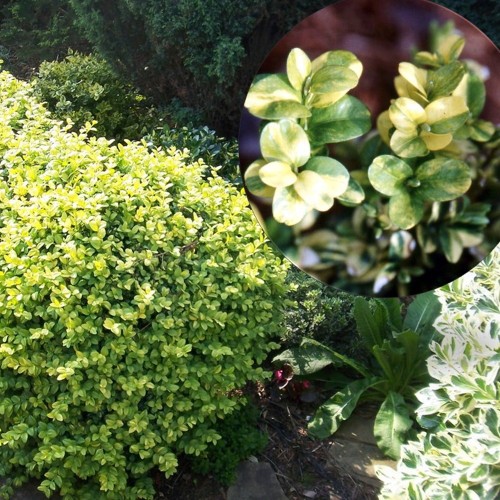 Buxus sempervirens 'Latifolia Maculata' - Harilik pukspuu 'Latifolia Maculata' C2/2L